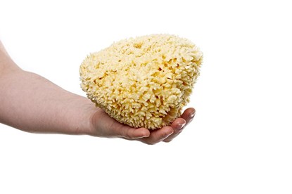 Obrázok pre výrobcu Morská huba Honeycomb veľká -  bielená