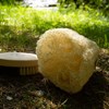 Lufa - prírodná špongia - min. 60 cm